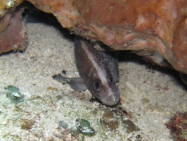 IMG 8963 Greater Soapfish